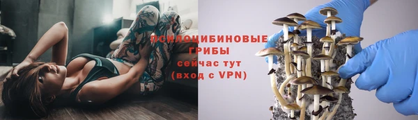 сатива Зеленокумск